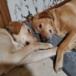 Meet your Posher, Abbie